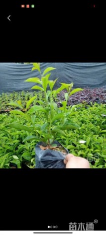 高度20厘米鸳鸯茉莉