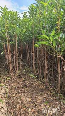 高度180厘米法国冬青