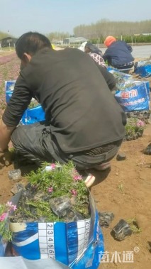 高度25厘米芝樱