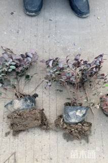 高度30厘米红花继木