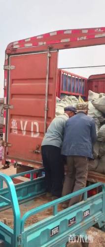 150厘米藤本月季