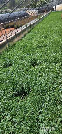 高度30厘米马鞭草