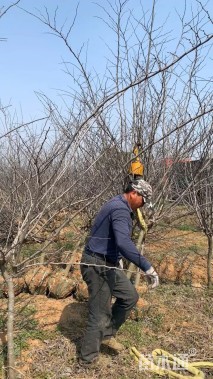 6公分紫叶加拿大紫荆