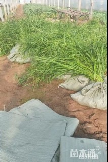 高度50厘米风车草