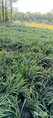 高度25厘米阔叶麦冬