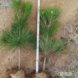 高度70厘米油松