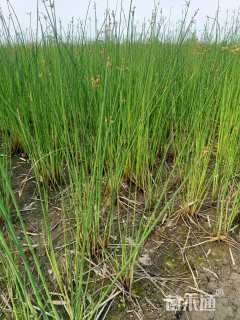 高度100厘米水葱