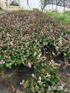 20厘米花叶络石