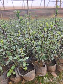 高度30厘米六月雪