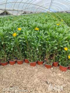 高度30厘米黄金菊