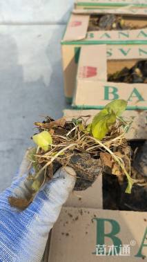 高度15厘米紫花地丁