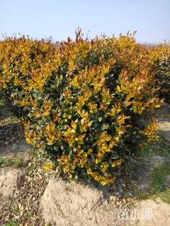 冠幅150厘米金森女贞球