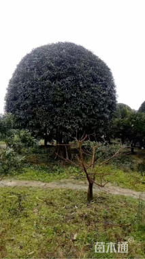 20公分桂花