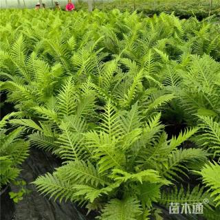 高度35厘米富贵蕨