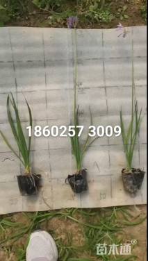 高度25厘米紫娇花