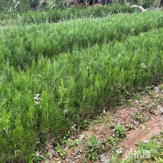 高度30厘米侧柏