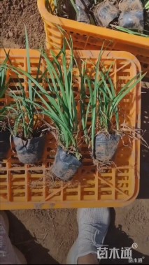 高度10厘米中叶麦冬