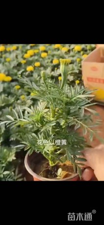 高度15厘米万寿菊