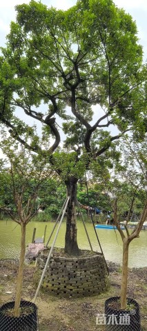 40公分红果冬青