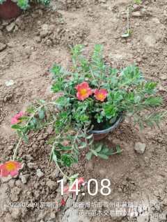 高度15厘米太阳花