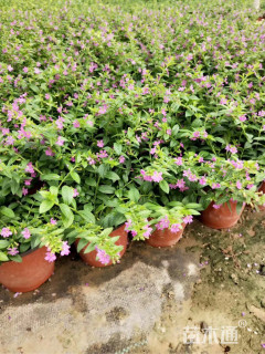 高度20厘米满天星