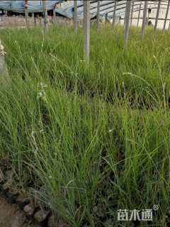 高度40厘米细叶芒