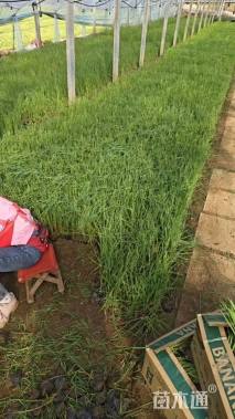 高度20厘米香蒲