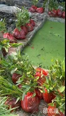 高度30厘米梭鱼草