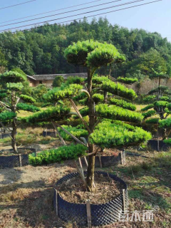 移栽苗造型罗汉松