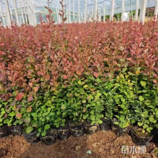 高度30厘米红叶小檗小苗