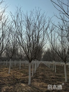 10.7公分江户彼岸樱