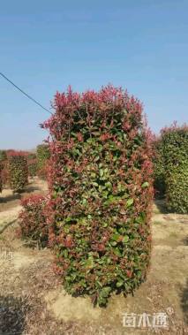 高度150厘米红叶石楠柱