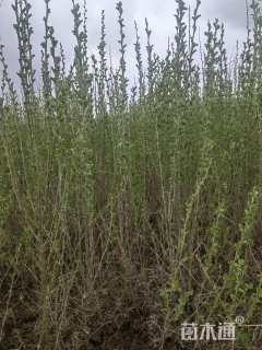 高度45.厘米柠条