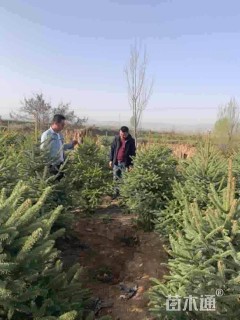 高度200厘米云杉