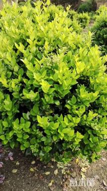 高度100厘米金森女贞