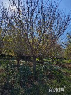 20公分日本晚樱