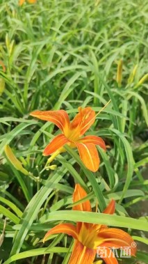 高度35厘米大花萱草