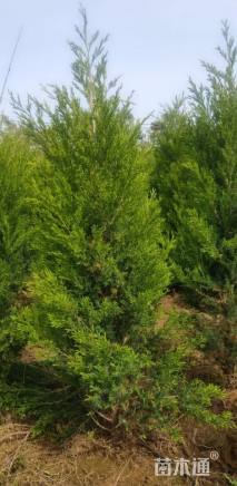 高度80厘米蜀桧