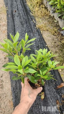 高度20厘米杜鹃