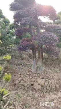 高度180厘米红花继木