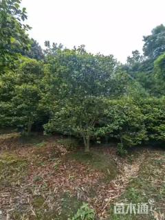 高度350厘米茶花