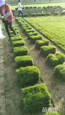 A-精品混播黑麦草