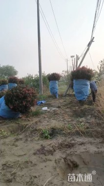 冠幅150厘米榆叶梅球