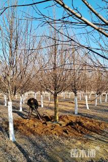 13公分欧洲小叶椴