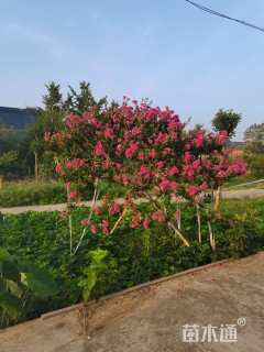 原生苗丛生紫薇