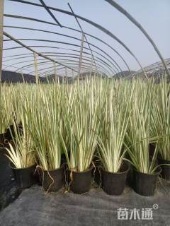 高度25厘米花叶玉蝉花