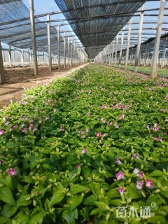 高度10厘米夏堇