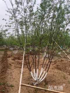 高度400厘米丛生山桃