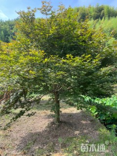 12公分中国红枫