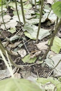 高度60厘米楸树小苗